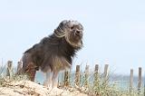 PETIT CHIEN LION 099